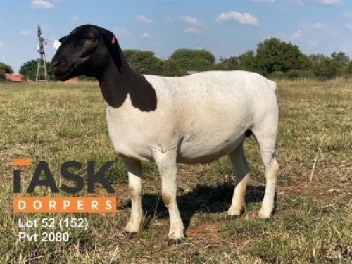 LOT 152 1 X DORPER OOI/EWE TASKDORPERS KUDDE