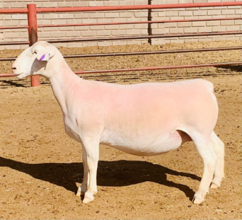LOT 157 1 X WIT DORPER OOI/EWE KOWIE DE WITT WIT DORPERS T5