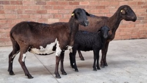 2+1x MEATMASTER EWE MARIUS ROOTHMAN BOERDERY (Pay per Animal)