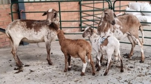 2+2x MEATMASTER EWE MARIUS ROOTHMAN BOERDERY (Pay per Animal)