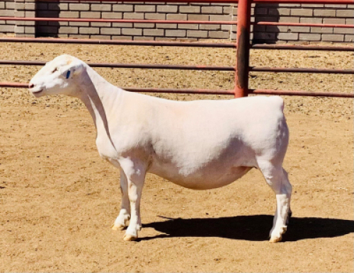 LOT 154 1 X WIT DORPER OOI/EWE KOWIE DE WITT WIT DORPERS T5