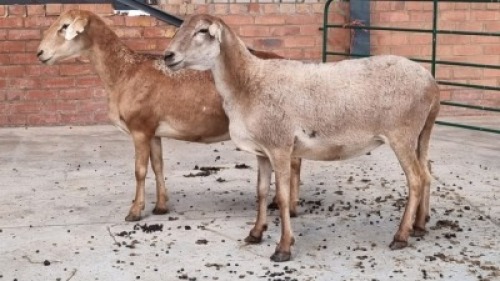 2x MEATMASTER EWE MARIUS ROOTHMAN BOERDERY (Pay per Animal)