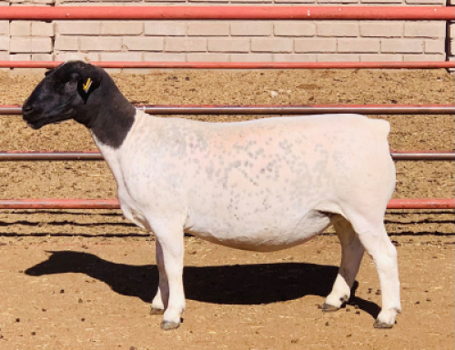 LOT 158 1 X DORPER OOI/EWE KOWIE DE WITT DORPERS T5