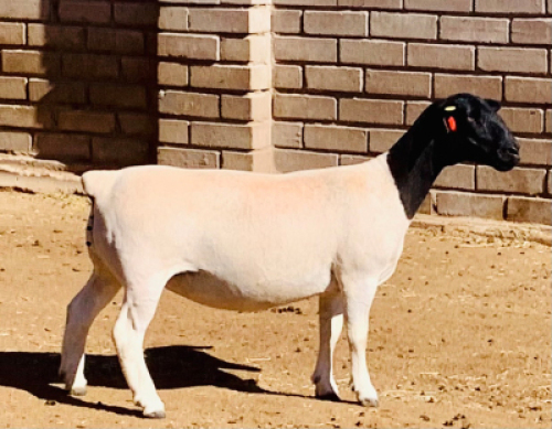 LOT 159 1 X DORPER OOI/EWE KOWIE DE WITT DORPERS STOET/STUD