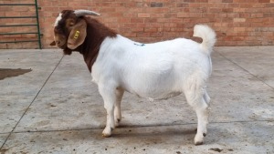 1 BOER GOAT BUCK OCKERT FOURIE