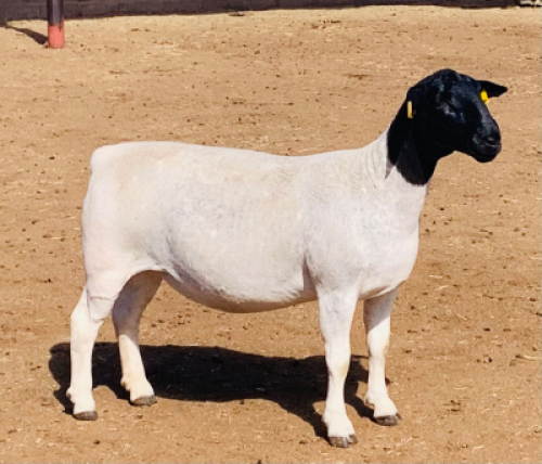 LOT 160 1 X DORPER OOI/EWE KOWIE DE WITT DORPERS KUDDE