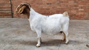 1 BOER GOAT DOE OCKERT FOURIE