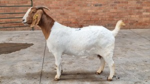 1 BOER GOAT DOE OCKERT FOURIE