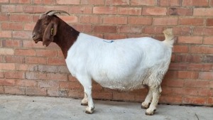 1 BOER GOAT DOE OCKERT FOURIE