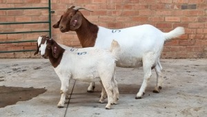 1+2 BOER GOAT DOE OCKERT FOURIE