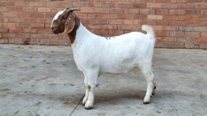 1 BOER GOAT DOE OCKERT FOURIE