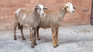 2X SHEEP RAM SMOKEYS CATTLE (Pay per Animal)