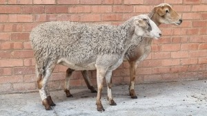 2X SHEEP EWE SMOKEYS CATTLE (Pay per Animal)