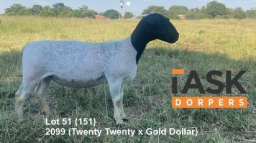 LOT 151 1 X DORPER OOI/EWE TASKDORPERS KUDDE