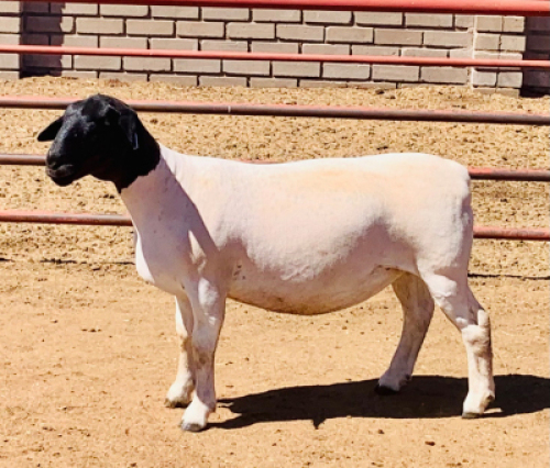 LOT 162 1 X DORPER OOI/EWE KOWIE DE WITT DORPERS STOET/STUD