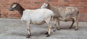 2X MEATMASTER EWE SANET PIENAAR (Pay per Animal)