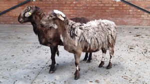 2X MEATMASTER RAM ZAMBEZIAKA BOERDERY (Pay per Animal)