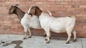 2X BOERBOK EWE PELSER BOERBOK STOET (Pay per Animal)