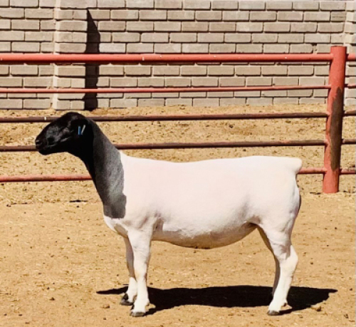 LOT 163 1 X DORPER OOI/EWE KOWIE DE WITT DORPERS KUDDE/FLOCK