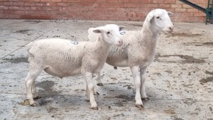 2X WIT DORPER RAM MARIUS BOTHA (Pay per Animal)