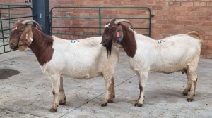 2X BOERBOK EWE PELSER BOERBOK STOET (Pay per Animal)