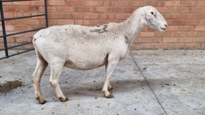 1X WIT DORPER EWE CORNE DU PLESSIS