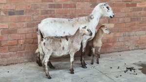 1+2X MEATMASTER EWE FAITH FAMILY FARMS (PTY) LTD. / FRANCOIS MARAIS