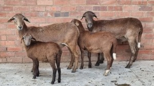 2+2X MEATMASTER EWE FAITH FAMILY FARMS (PTY) LTD. / FRANCOIS MARAIS (Pay per Animal)