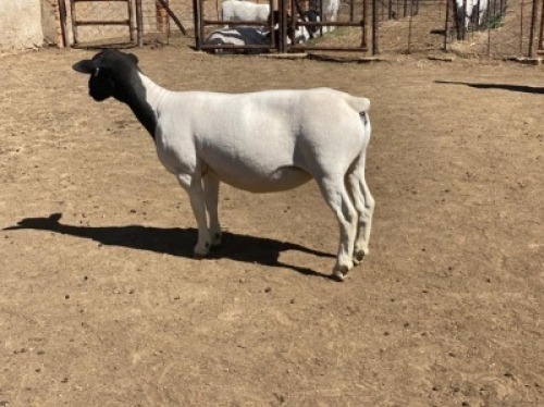 LOT 167 1 X DORPER OOI/EWE LEROY PHILLIPS DORPERS STOET/STUD