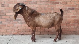 1X KALAHARI RED RAM JOHAN NELL