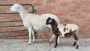 1+1X MEATMASTER EWE 48 ACRS PTY LTD / TINUS BEKKER