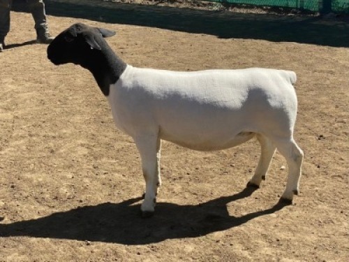 LOT 168 1 X DORPER OOI/EWE LEROY PHILLIPS DORPERS T5