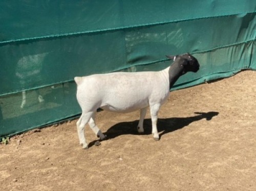 LOT 169 1 X DORPER OOI/EWE LEROY PHILLIPS DORPERS STOET/STUD