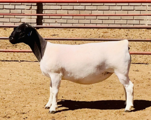 LOT 164 1 X DORPER OOI/EWE KOWIE DE WITT DORPERS KUDDE/FLOCK