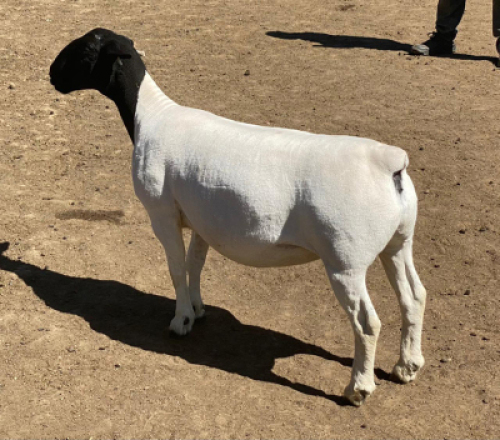LOT 165 1 X DORPER OOI/EWE LEROY PHILLIPS DORPERS STOET