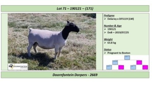 LOT 171 1 X DORPER OOI/EWE DOORNFONTEIN DORPERS STOET/STUD