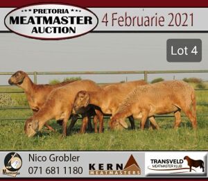 LOT 4 5X MEATMASTER OOI/EWE KERN MEATMASTERS(PER STUK OM LOT TE NEEM/PER PIECE TO TAKE THE LOT)