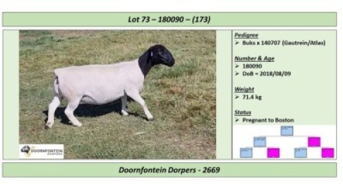 LOT 173 1 X DORPER OOI/EWE DOORNFONTEIN DORPERS T5