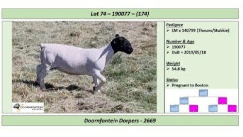 LOT 174 1 X DORPER OOI/EWE DOORNFONTEIN DORPERS KUDDE/FLOCK
