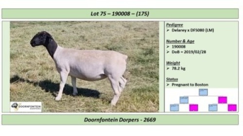 LOT 175 1 X DORPER OOI/EWE DOORNFONTEIN DORPERS STOET/STUD