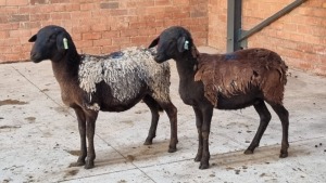 2X MEATMASTER EWE SINU METU FARMING / ANTON VAN ZYL (Pay per Animal)