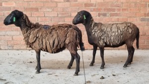 2X MEATMASTER EWE SINU METU FARMING / ANTON VAN ZYL (Pay per Animal)