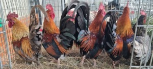 5X HOENDER MALE SINU METU FARMING / ANTON VAN ZYL (Pay per Animal)