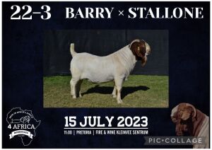  1X BOER GOAT BUCK KARSTEN BOERBOKSTOET