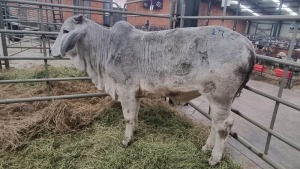 1X BEES FEMALE SMOKEYS CATTLE