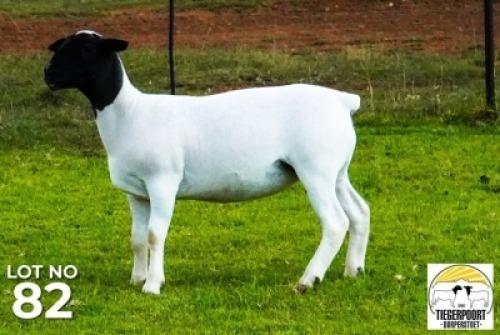 LOT 182 1 X DORPER OOI/EWE Tiegerpoort Dorper Stoet KUDDE