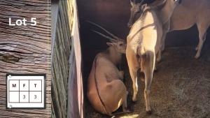 3X Eland F:3 (Per Piece to take the lot/Per stuk om lot te neem)