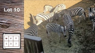 7X Zebra (Per Piece to take the lot/Per stuk om lot te neem)