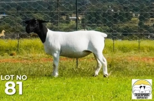 LOT 181 1 X DORPER OOI/EWE Tiegerpoort Dorper Stoet KUDDE