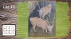 2X Eland F:2 (Per Piece to take the lot/Per stuk om lot te neem)